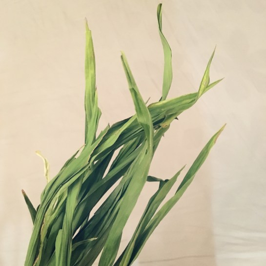 file-dec-16-3-19-59-pm