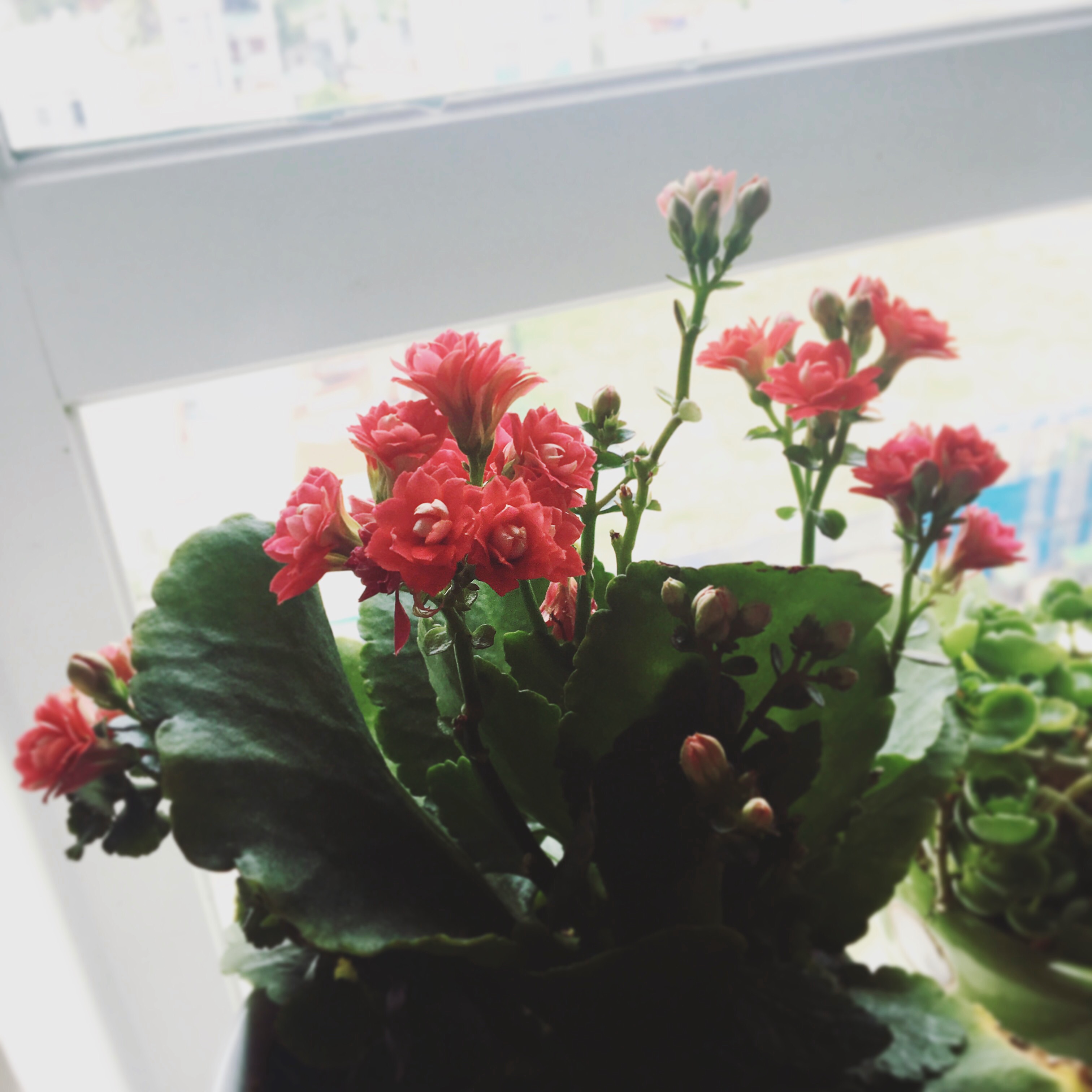 2017-10-13 12.08.46-2.jpg