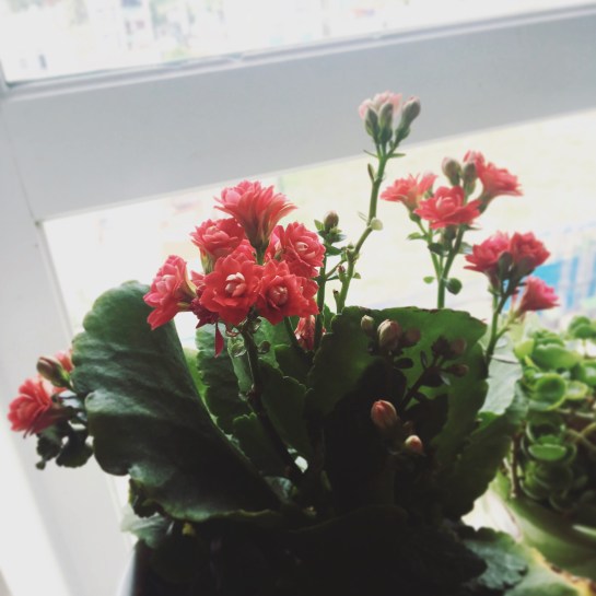 2017-10-13 12.08.46-2.jpg