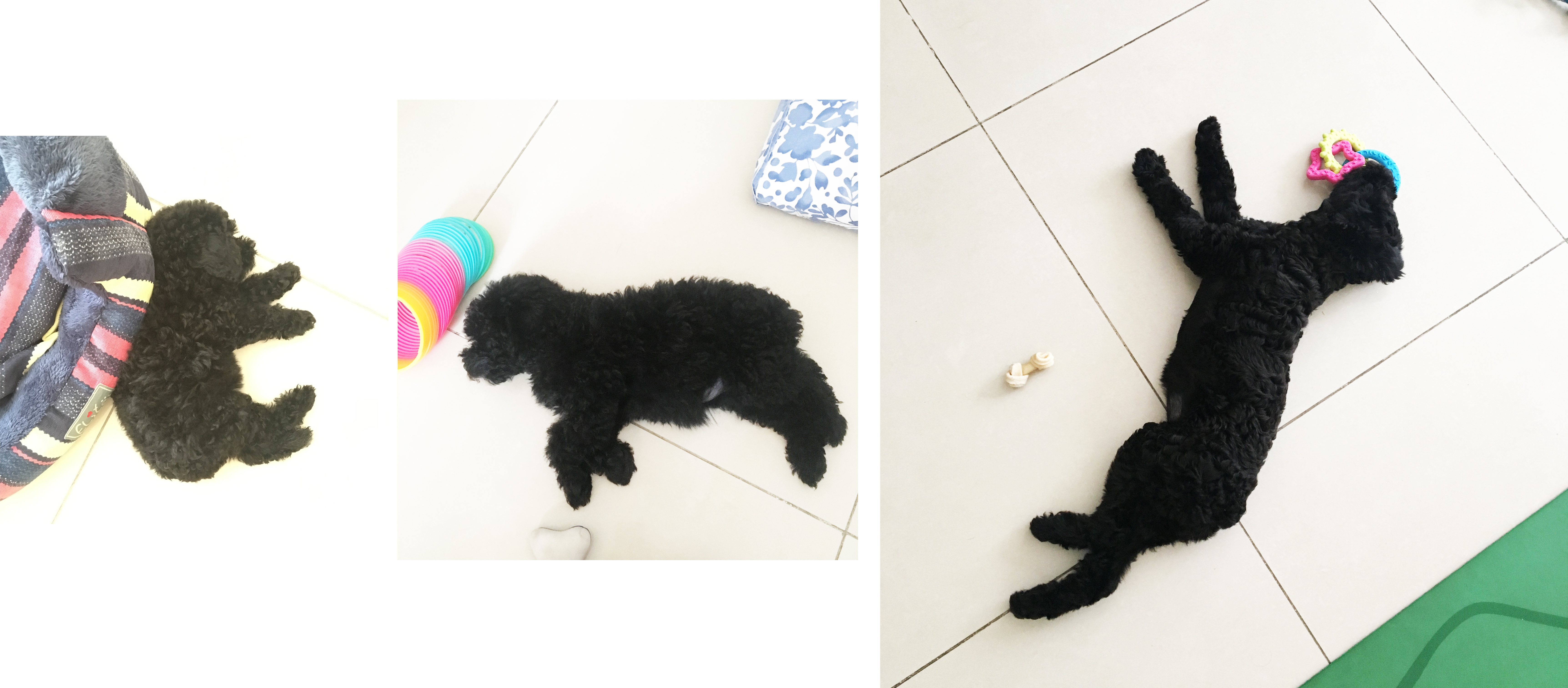 Bisou 7w - 9w - 5m.jpg