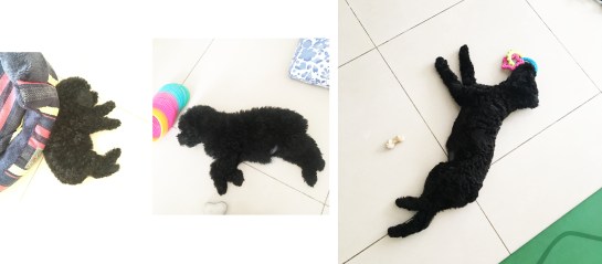 Bisou 7w - 9w - 5m.jpg